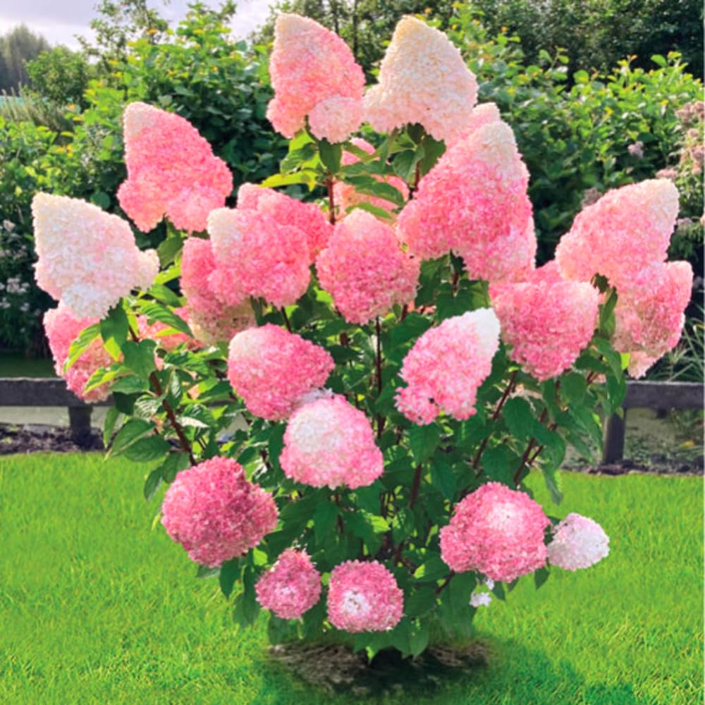 2 Hydrangea Plants Live Rooted Cuttings, 1-2 Feet Tall Hydrangea Tree Live Plant for Planting, Hydrangeas Bush, Dormant (Pink White Hydrangea)