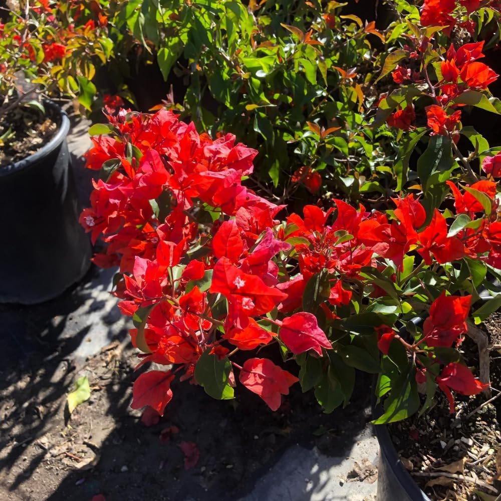 Set of 2 Bougainvillea Plants, Tropical Flowering Bougainvillea, Colorful Perennial Blooms, 5-8 Inches Tall for Indoor or Outdoor Planting (Red Orange Bougainvillea)