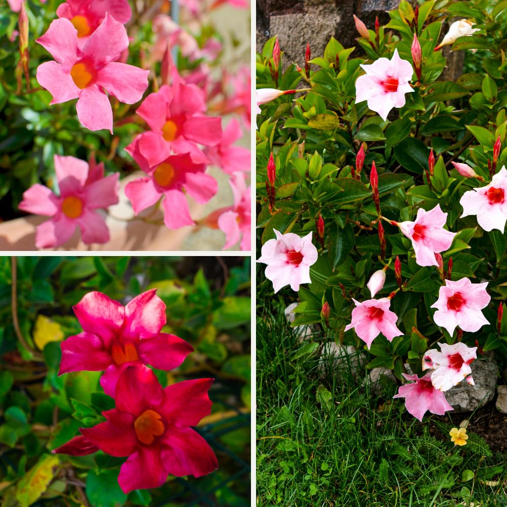 Set of 2 Mandevilla Plants, Mandevilla Vine Seedlings, Spring Flowering Vines, 4-7 Inches Tall for Indoor or Outdoor Planting (Mix Random Mandevilla)