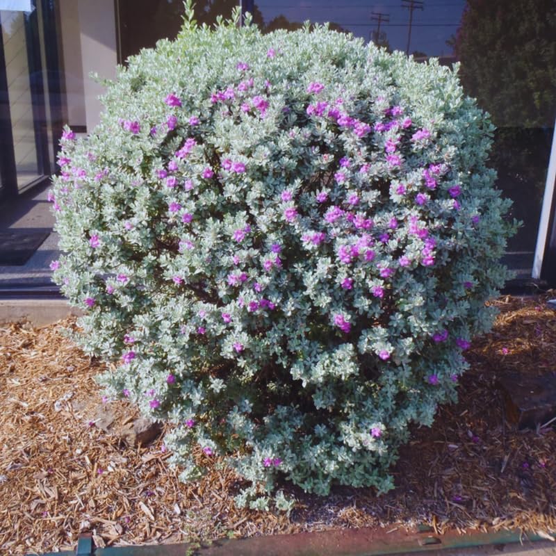 Sets 4 Dwarf Texas Salvia Sage Plants Live for Spring Planting, Size 4-6" in Tall, Fast-Growing and Quick Flower, Perennial Fragrant Shrubs Bush
