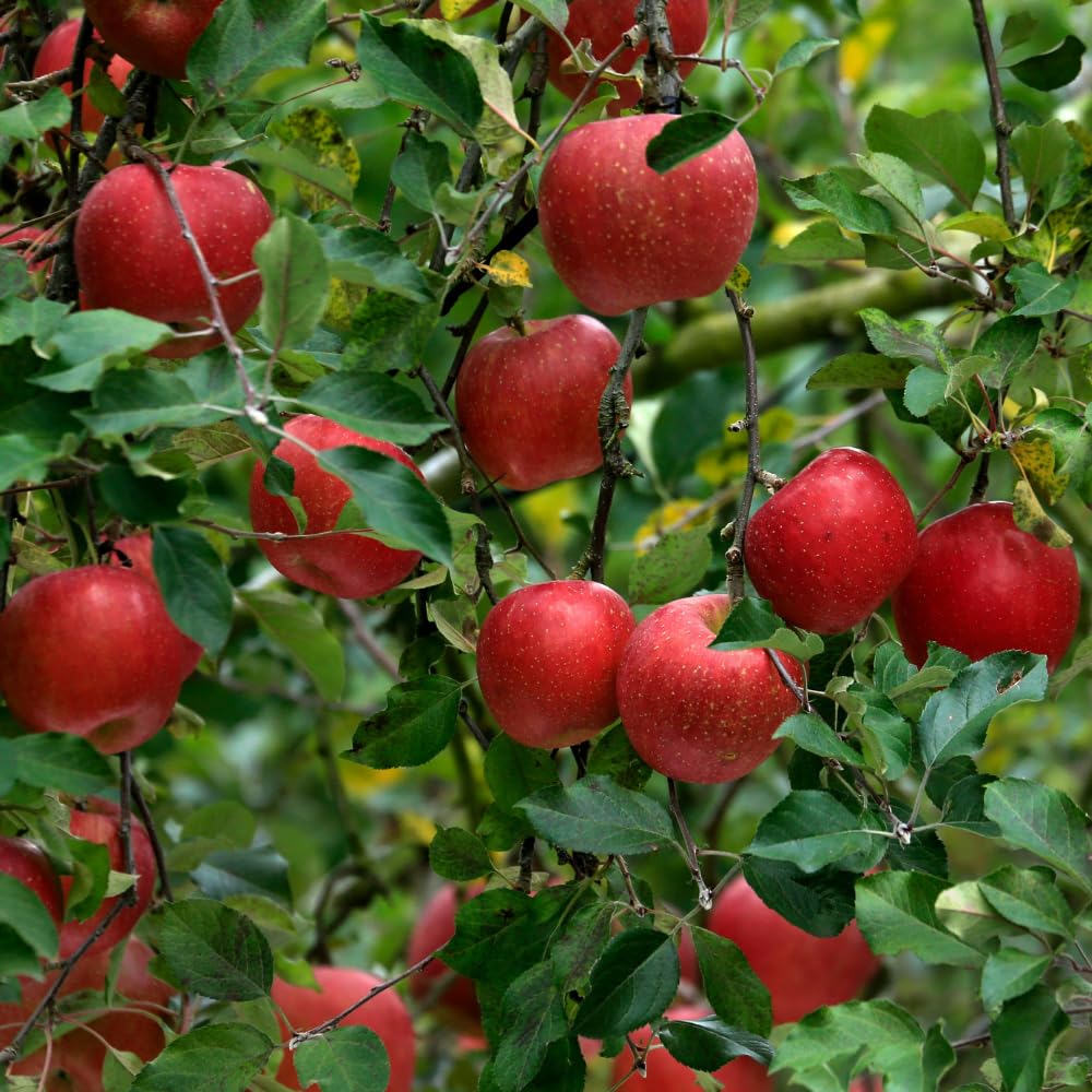 Apple Trees Live Plant, Red Delicious Apple Tree in 3 Gallon Pot, Sweet Fruit Tree from 2 to 3 Feet Tall, Ready for Outdoor Garden, No Ship to CA