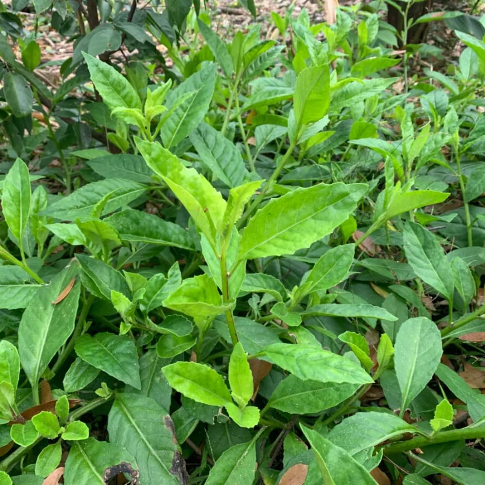 3 Longevity Spinach Plants Live, Rooted Longevity Spinach Vegetables for Planting Growing Outdoors
