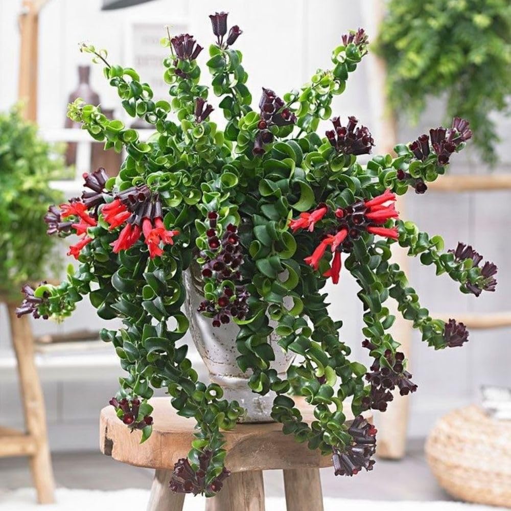 Set 2 Red Curly Lipstick Plans Live, 4-6" Tall, Red Curly Lipstick Flower Plant Vine for Planting Indoor, Rare Trailing Flowes, No Pot