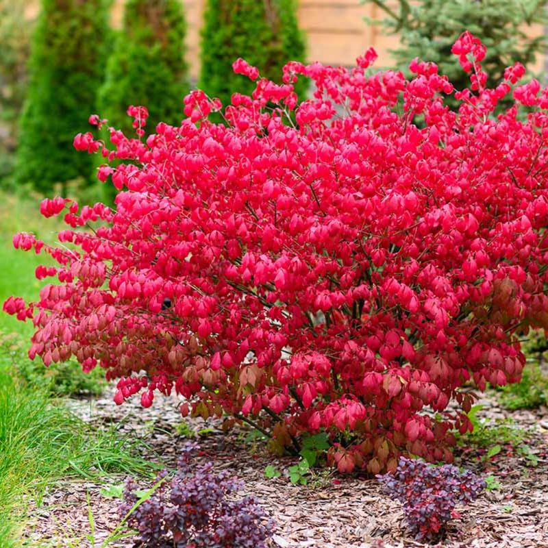 Live Dwarf Burning Bush Plant, Red Burning Bush Shrub, Dormant, 2.5 Inch Pot, Well-Rooted for Growing