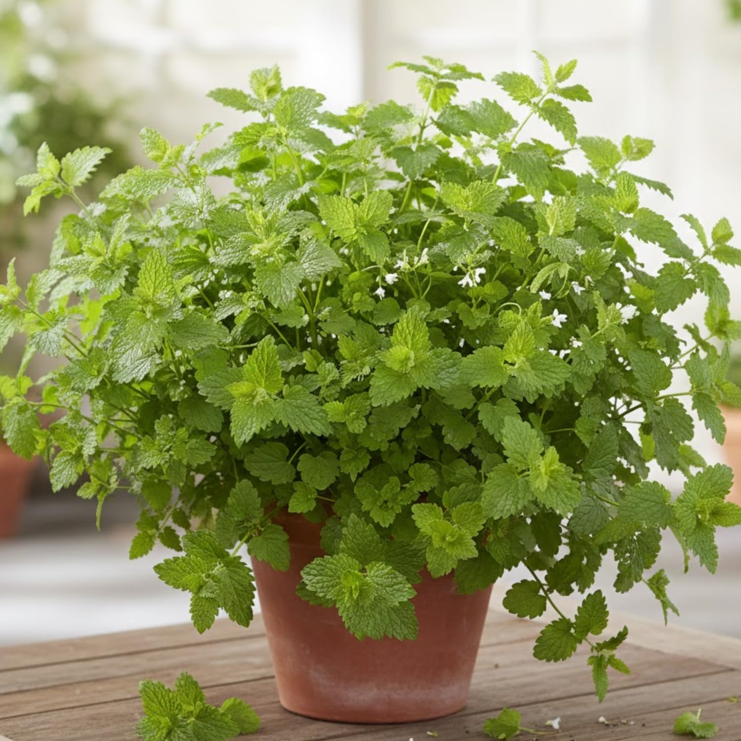 4 Lemon Balm Live Plants, 4-6" Tall Lemon Balm Plants, Well-Rooted Starter Plants for Garden, Patio Growing