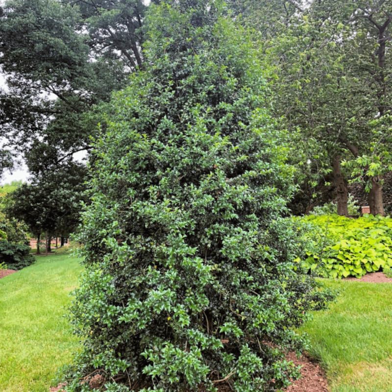 Dragon Holly Tree Live Plant in Quart Pot, Elegant Plant for Landscapes,Yard, Outdoor Planting, Dormant in Winter, Fast Growing Shrub Hardy