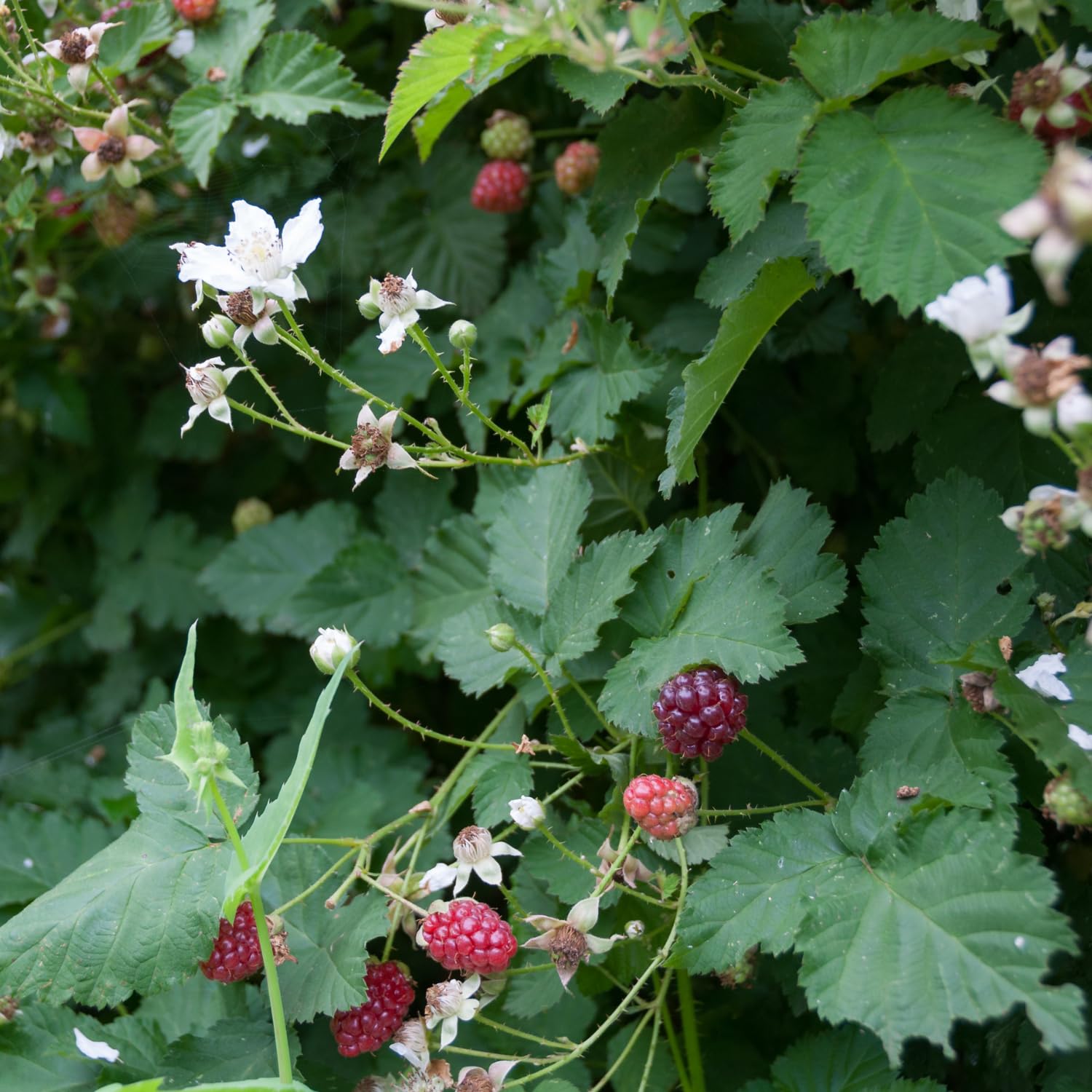 Sweet Boysenberry Bush Live, 2-Pack Boysenberry Fruit Seedlings, Boysenberries Plant Live at Home