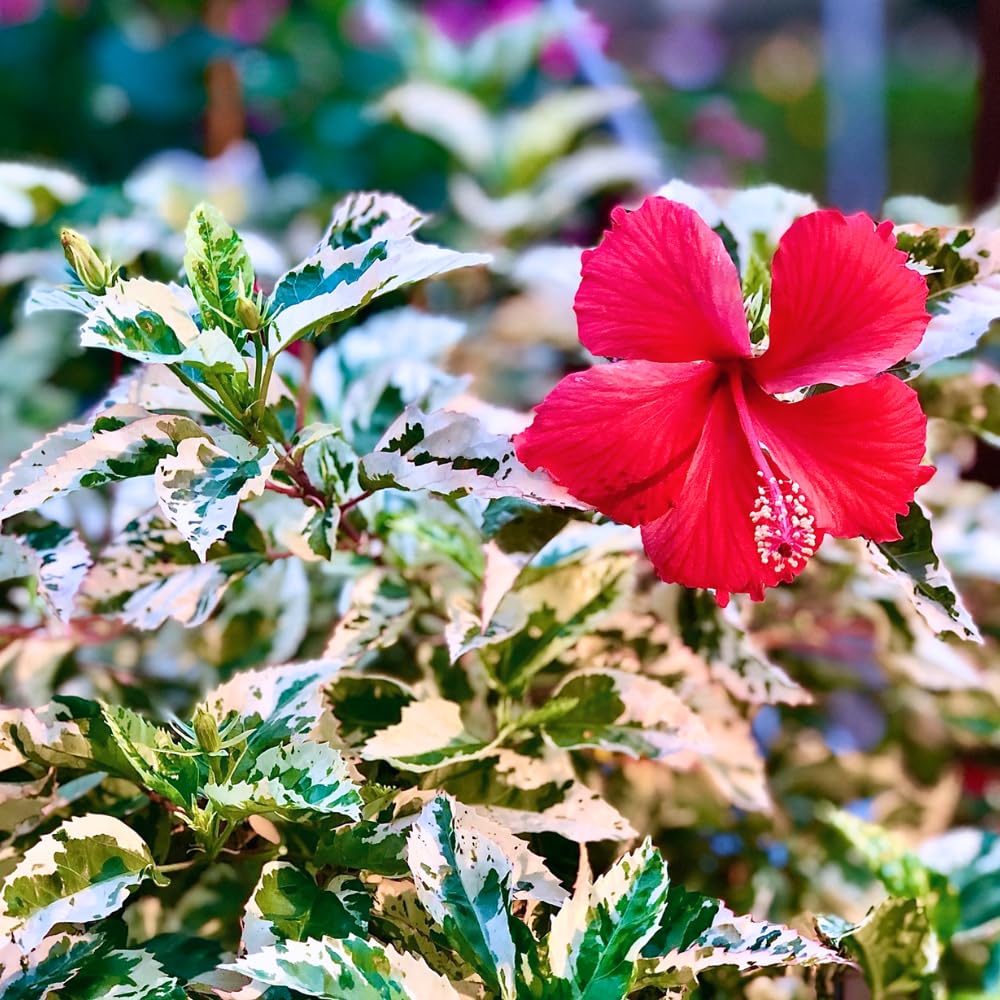 Hibiscus Plant Live, Clump of 8-12 Inch Tall, Hardy Hibiscus Tree Live Plant, Hibiscus Flowers Plant (Snow Queen Hibiscus)