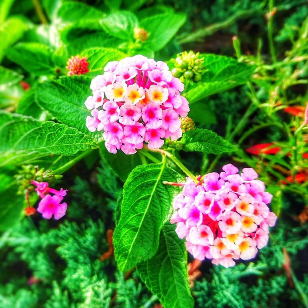 2 Trailing Lantana Plants Live, Lantana Live Plants for Planting Outdoors Between 5 and 7 Inc Long Garden (Lavender)