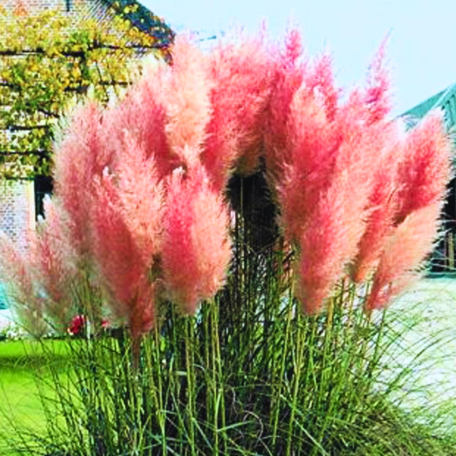 Pack 3 Pink Pampas Grass Plants Live Clumps, 5-9 Inch Tall, Ornamental Grasses Live Plants Perennial