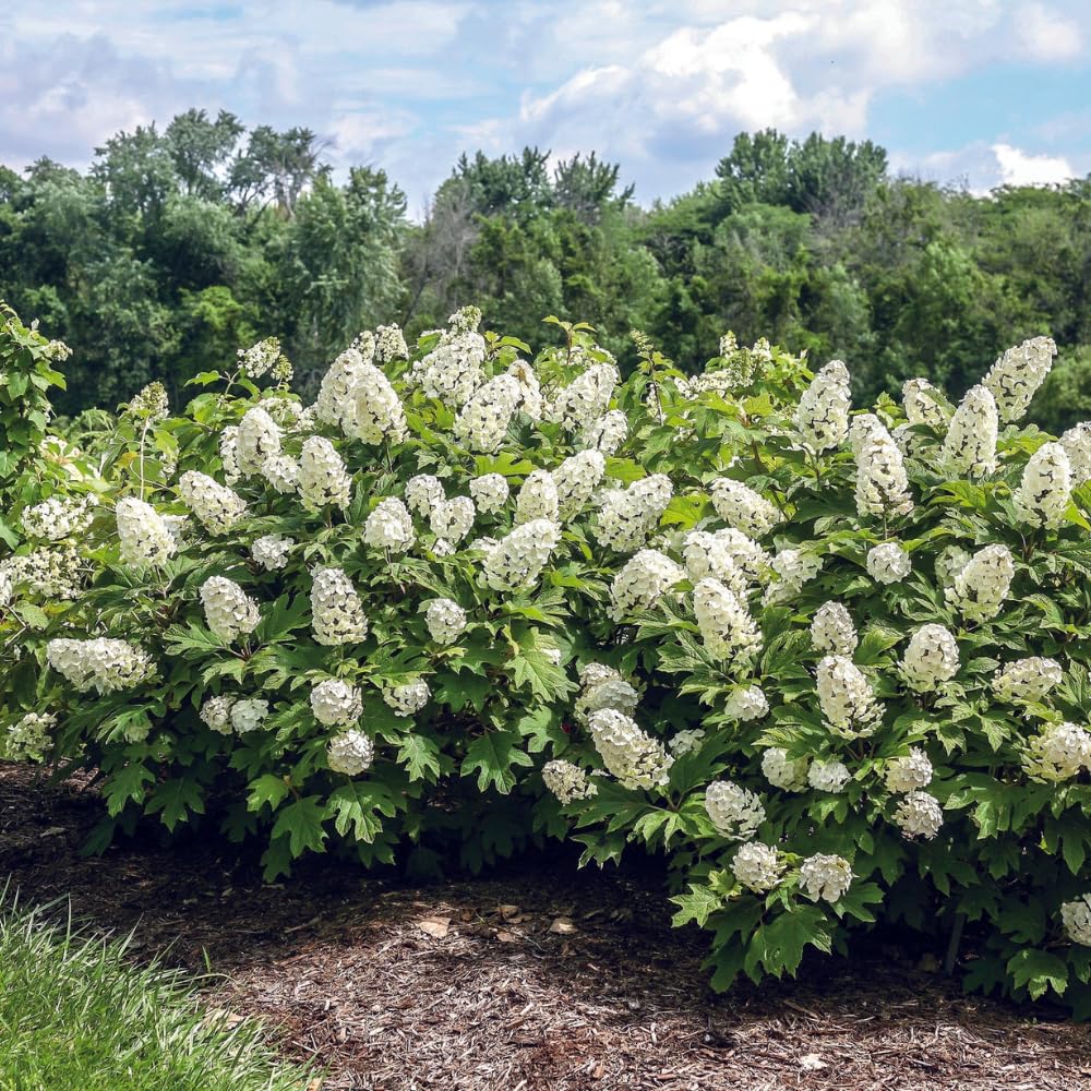 Hydrangea Live Plant, 6-12 Inch Tall, Hardy Flowering Shrub in 2.5" Pot, Outdoor Garden Hydrangea Bush (Oakleaf Hydrangea)