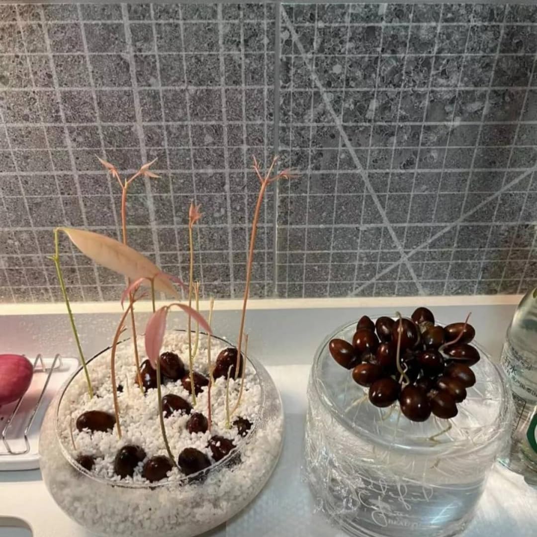 15 Lychee Seeds, Lychee Fruit Seeds for Planting Outdoor, Heirloom Seed