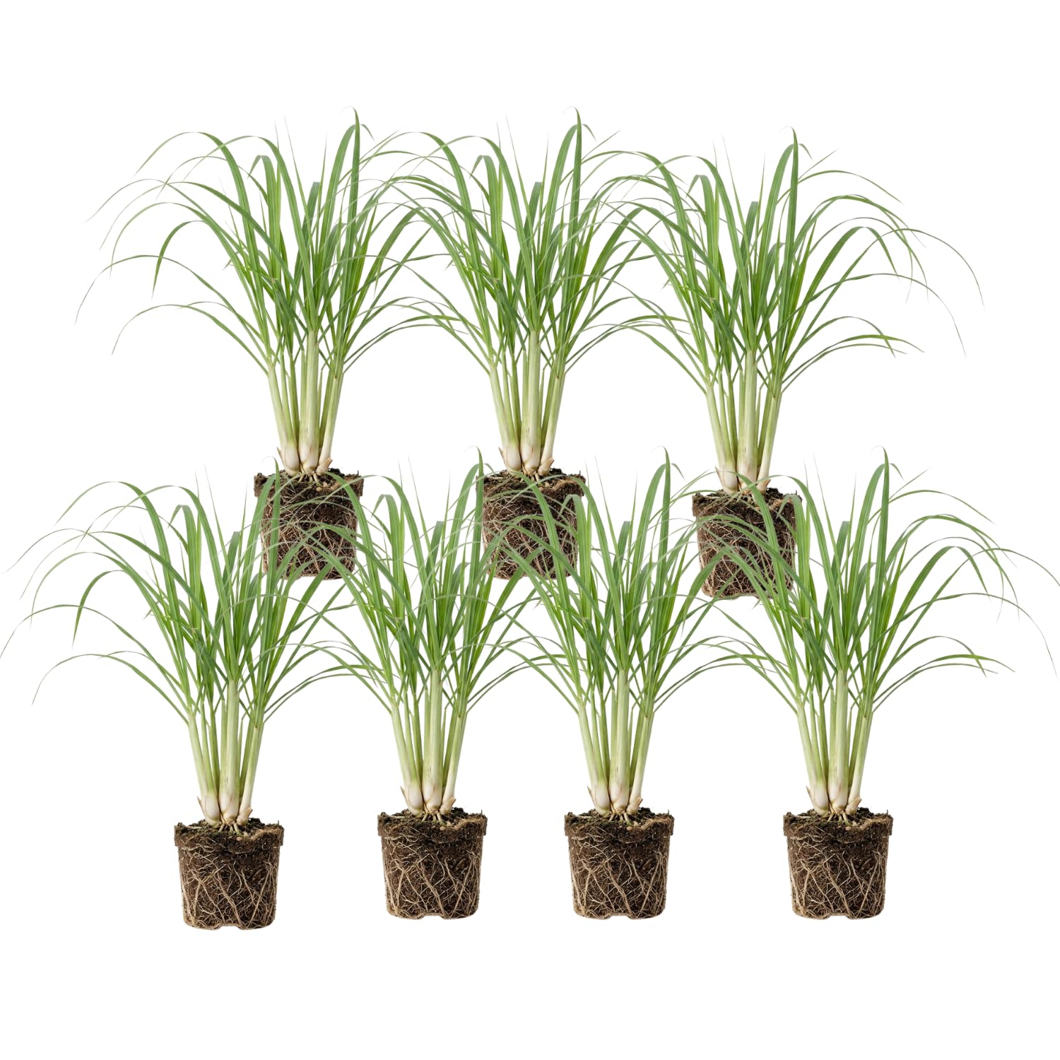 8 Lemongrass Plants Live, Perennial Lemon Grass Live Plant Outdoor Garden, Well-Rooted, 4-6 Inches Tall