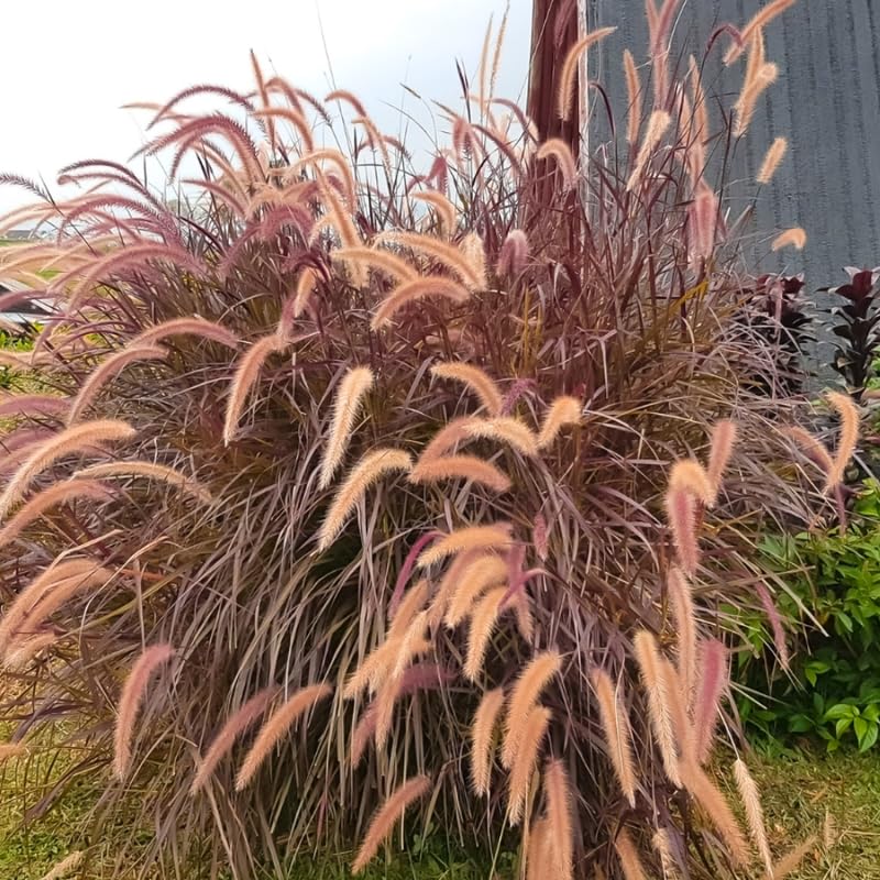 YOKEBOM 2 Purple Fountain Grass Plants Live for Planting, Ornamental Grass for Landscaping, Hardy Grasses Clupms 4-7 Inch Tall Well Rooted