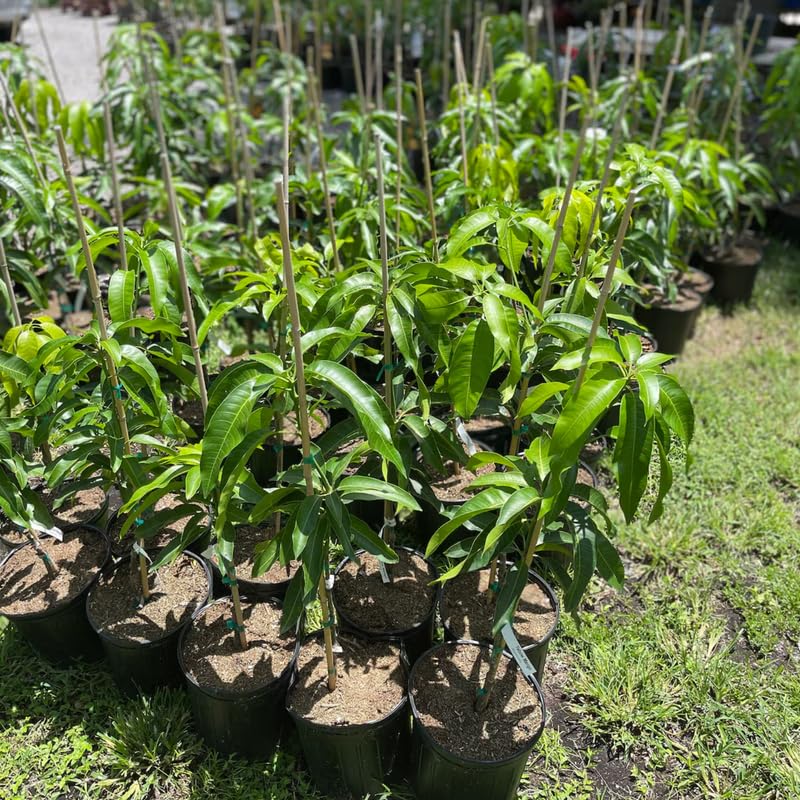 Mango Tree Live Plant Grafted, 2–3 Feet Tall in 3 Gallon Pot, Sweet Tropical Mango Fruit Tree