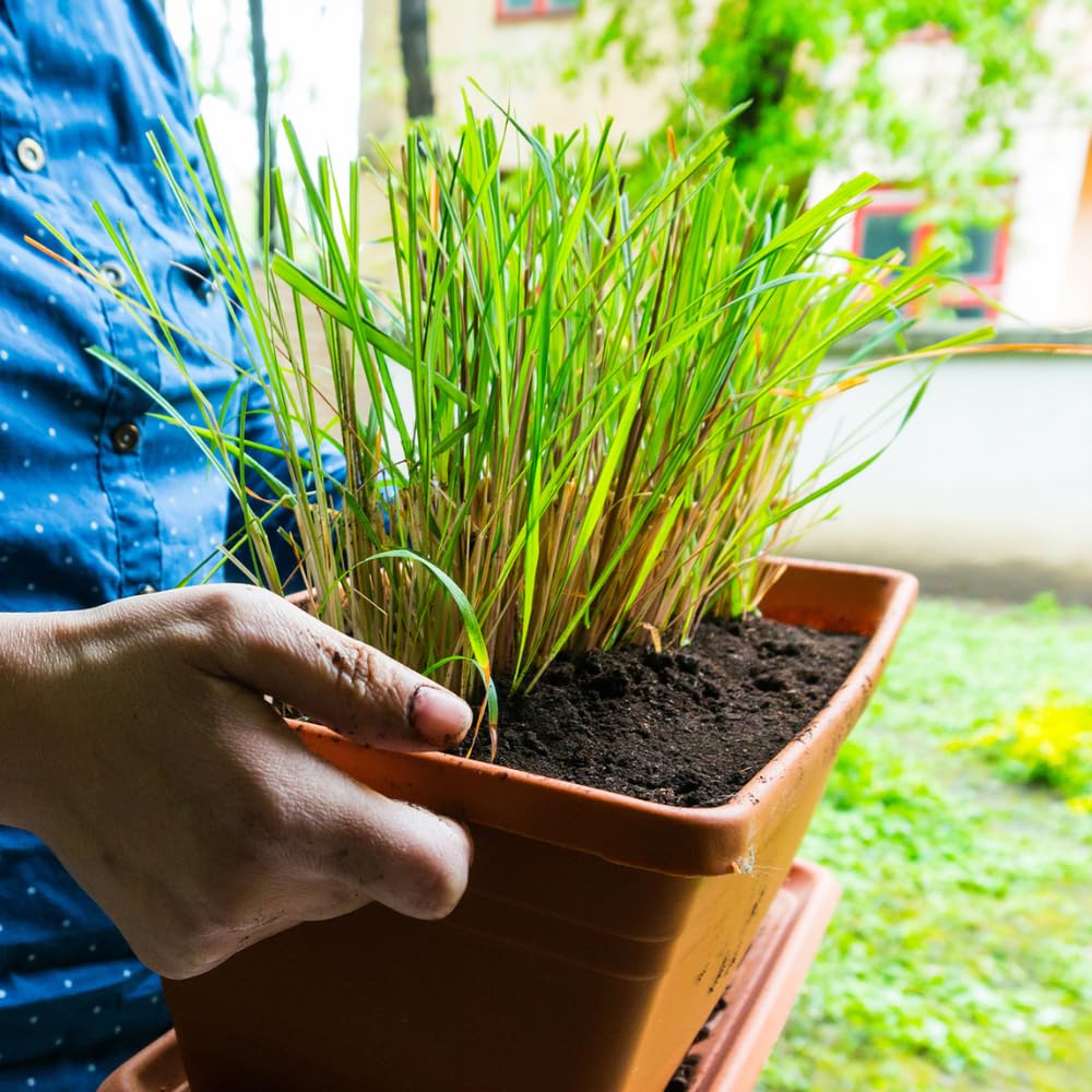 Set 5 Lemongrass Plant Live in 1 Gal Pot, Lemon Grass Fast Growing, Fragrant Herb Shrub for Indoor Outdoor Planting