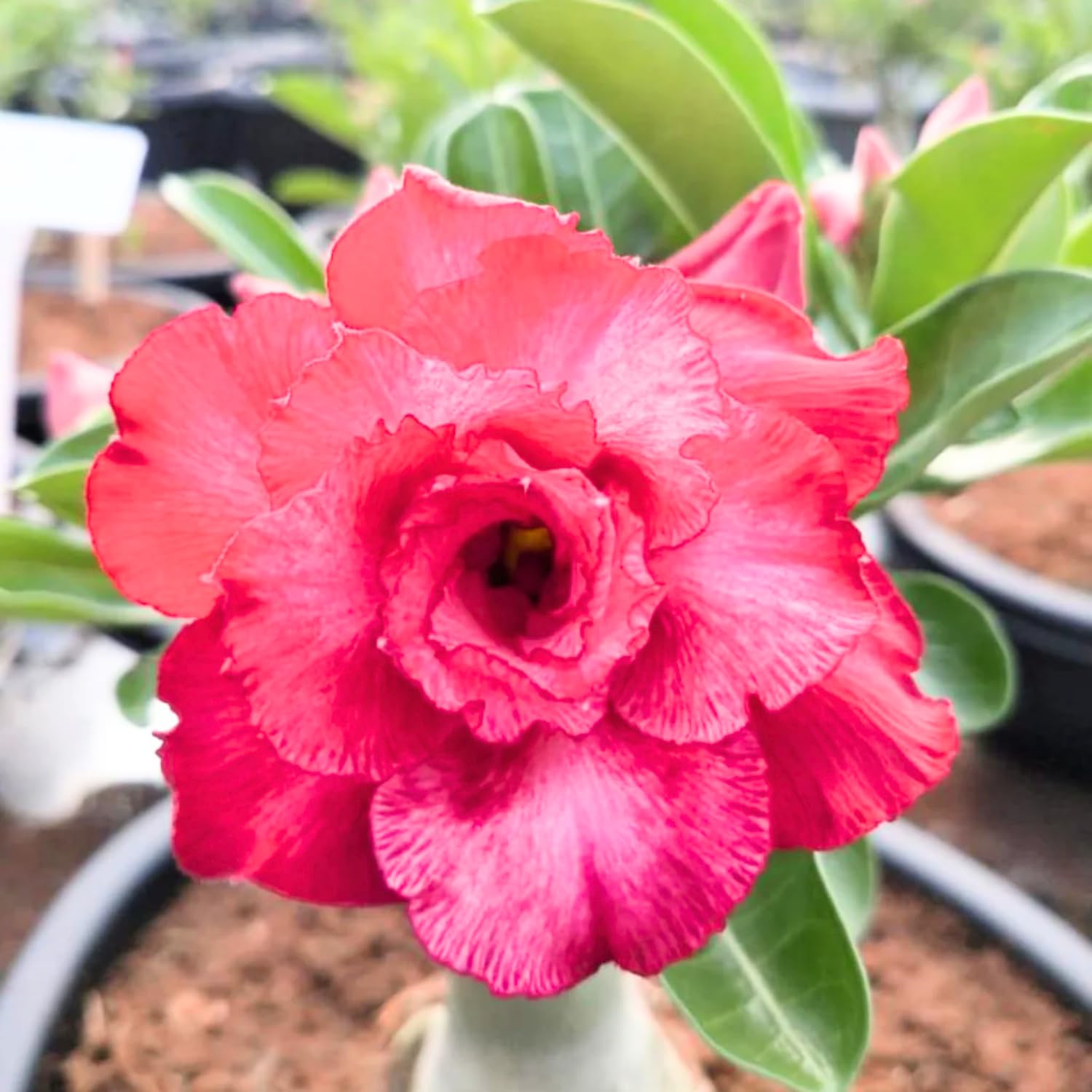 Pink Desert Rose Plant Live, Adenium Desert Rose Bushes Well Rooted, 4-7" Tall, Flowering Succulent Seedling