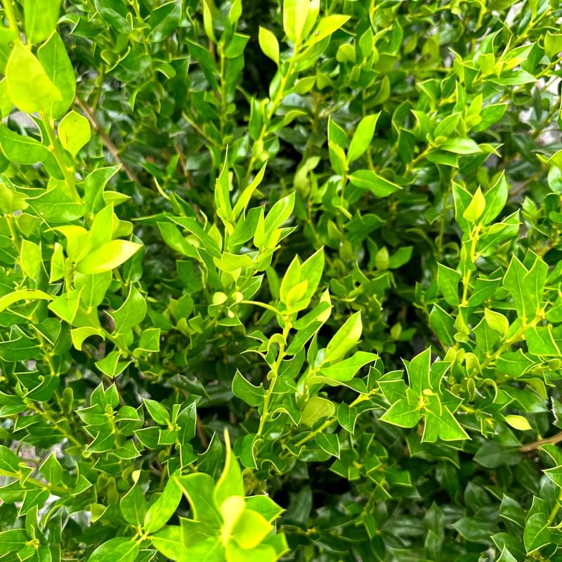Needle Holly Tree Live Plant in Quart Pot, Elegant Plant for Landscapes,Yard, Outdoor Planting, Dormant in Winter, Fast Growing Shrub Hardy