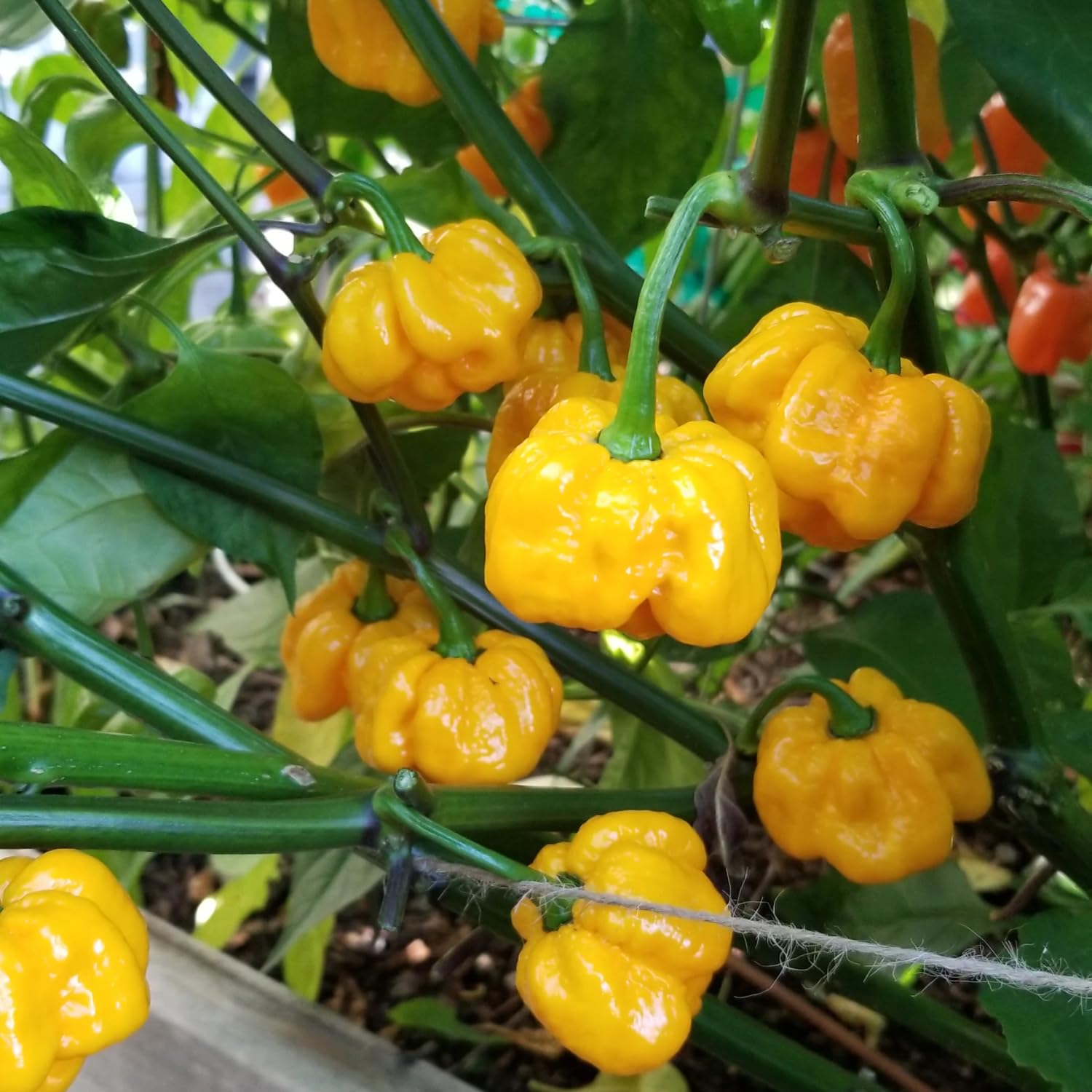 50 Yellow Scotch Bonnet Pepper Seeds, Yellow Jamaican Hot Pepper Seeds for Planting Indoor Outdoor