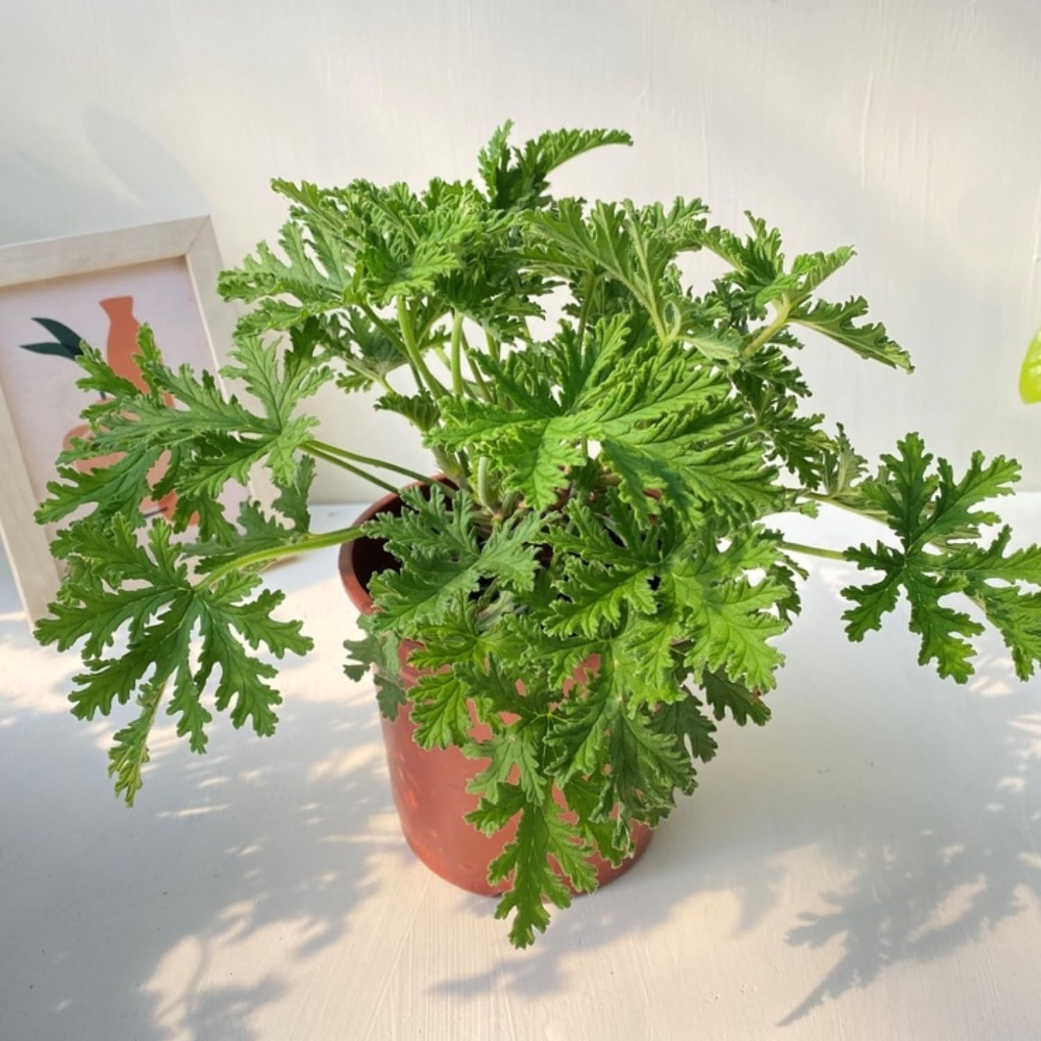 3 Citronella Plants Live, 5 to 7 Inc Tall, Citronella Herb Plants Live Gardening