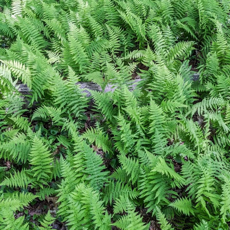 5 Hay Scented Ferns Live Plants Rhizomes, Ferns Live Plants Outdoors Indoors, Pack 5 Bare Roots