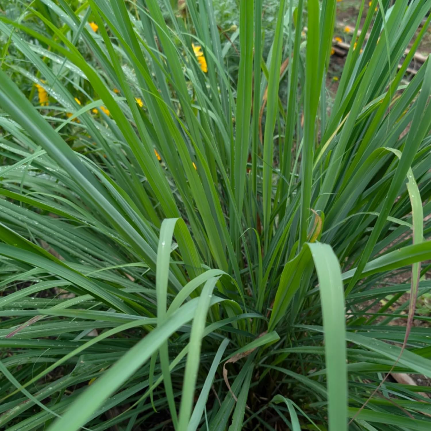 8 Lemongrass Plants Live, Perennial Lemon Grass Live Plant Outdoor Garden, Well-Rooted, 4-6 Inches Tall