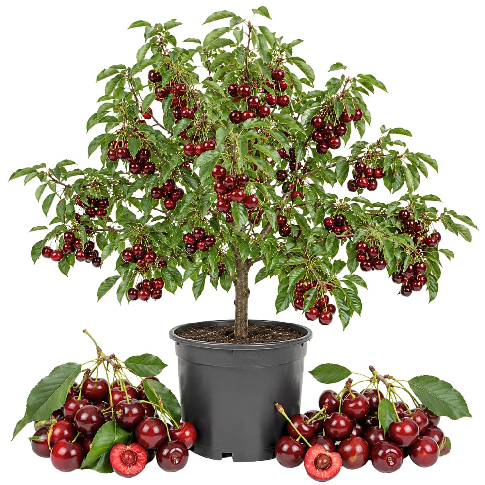 Cherry Live Tree Plant, 3-4 Feet Tall in 3 Gallon Pot, Cherry Trees Live Plants, Sweet Fruit Tree, Cold Hardy for Outdoor Gardening, No Ship to CA (Dark Red)