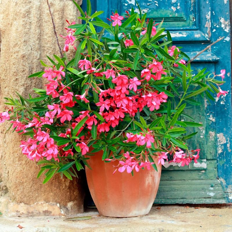 3 Pink Oleander Live Plants 4-7” Tall, Flowering Bush Starter Plant for Landscape Well-Rooted
