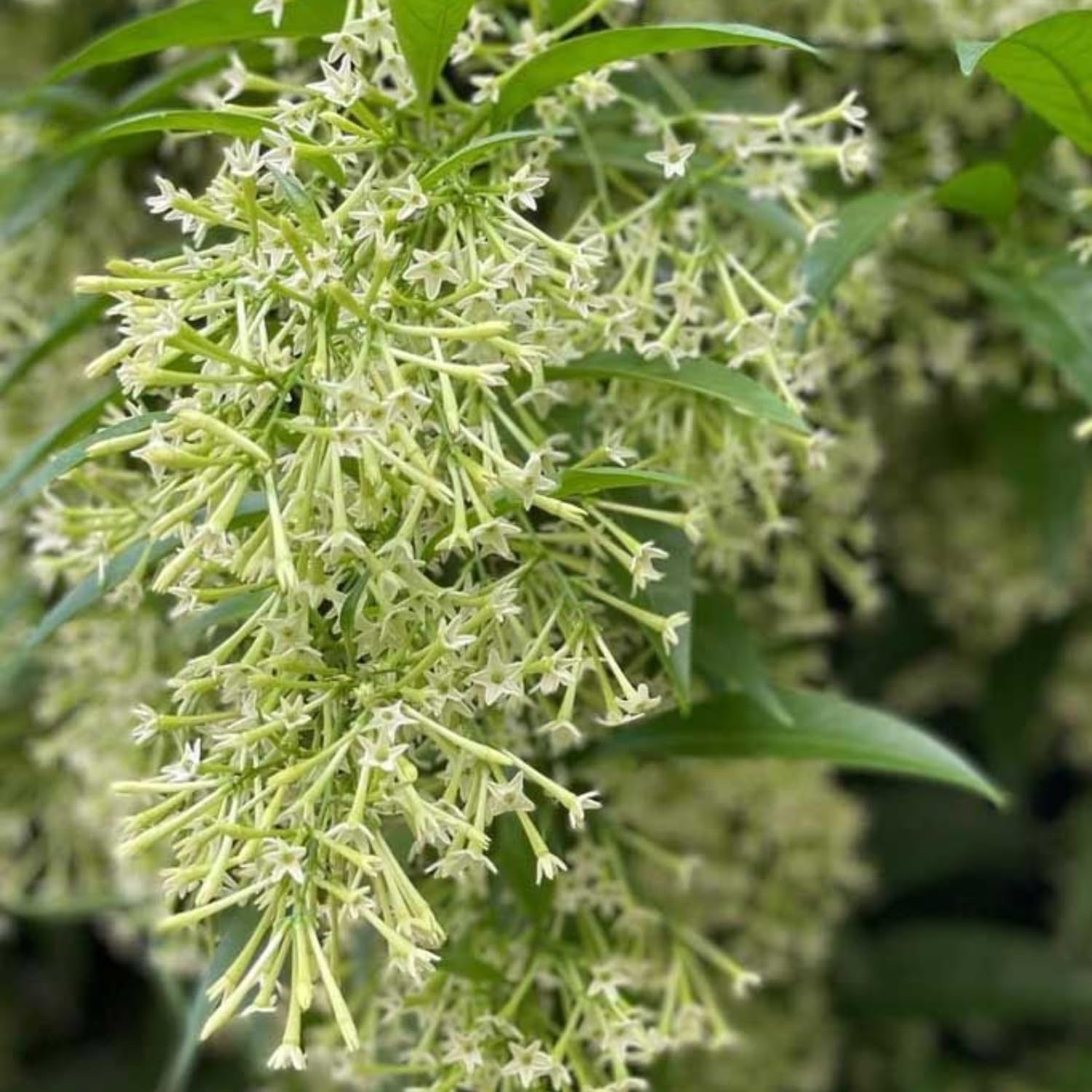 2 Night Blooming Jasmine Live Plants, 4-8'' Tall Fragrant Jasmine Flowers Plant Vine for Planting, White Flowering Starter Plant for Garden or Containers, Well Rooted to Grow