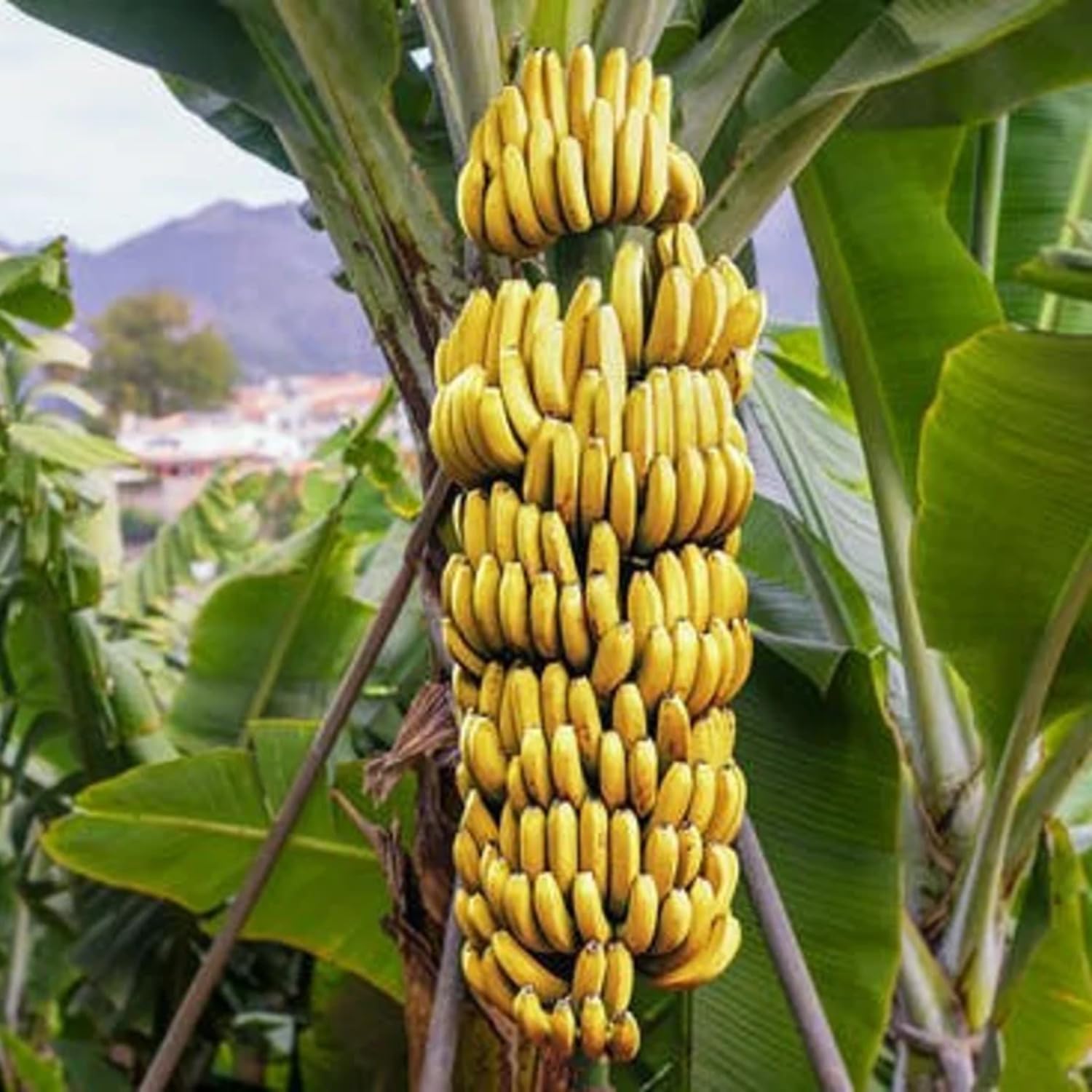 Banana Tree Live Plant, Well Rooted 4-8" Tall, Cold Hardy Tropical Banana Plant Live Well Rooted, Live Banana Fruit