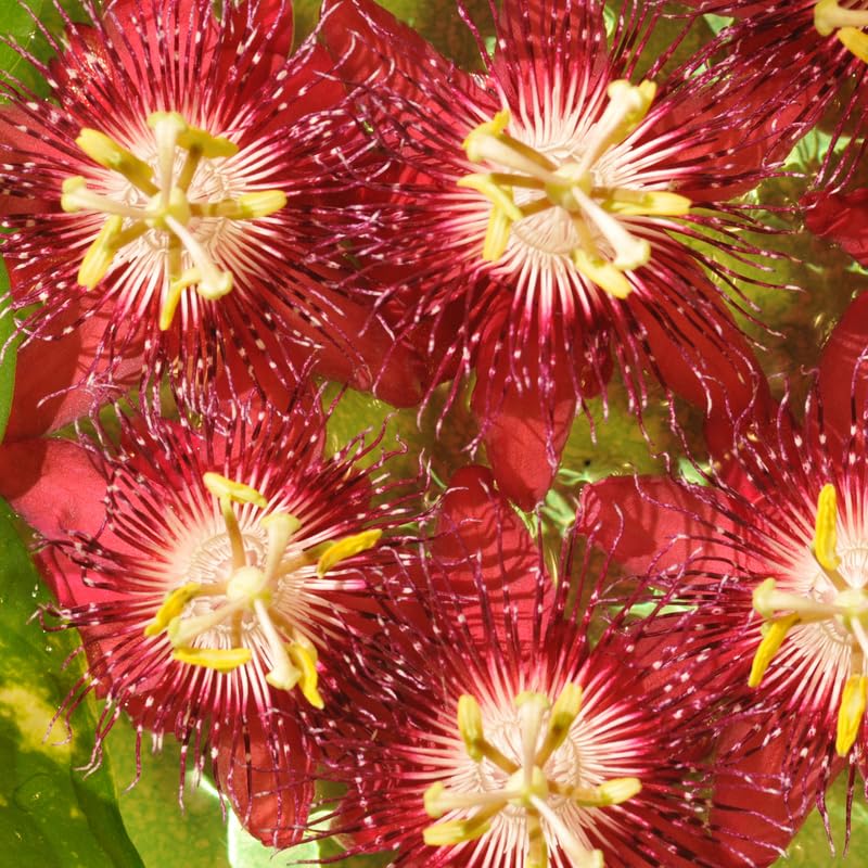 Set 2 Passion Flower Plants Live, Well Rooted Passiflora Flowering Vine 4-7'' Tall, Vibrant Blooms for Garden or Containers (Burgundy)