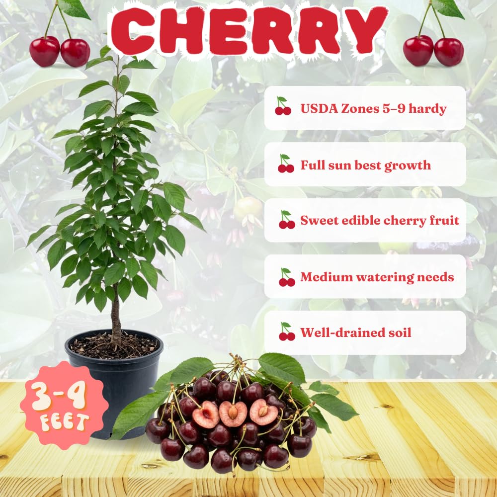 Cherry Live Tree Plant, 3-4 Feet Tall in 3 Gallon Pot, Cherry Trees Live Plants, Sweet Fruit Tree, Cold Hardy for Outdoor Gardening, No Ship to CA (Red Purple)