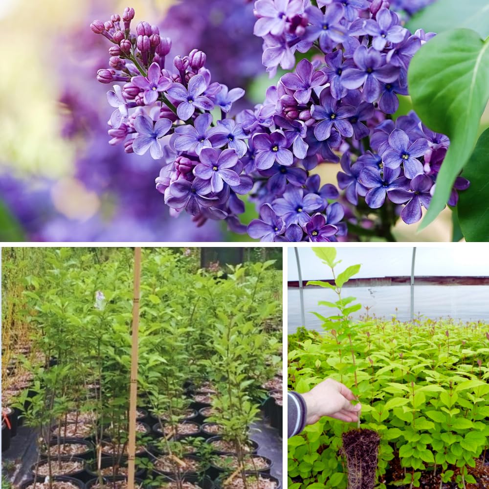 Purple Lilac Live Plant in 4 Inch Pot, Hardy Fragrant Lilac Shrub, Dormant in Winter, Outdoor Flowering Bush