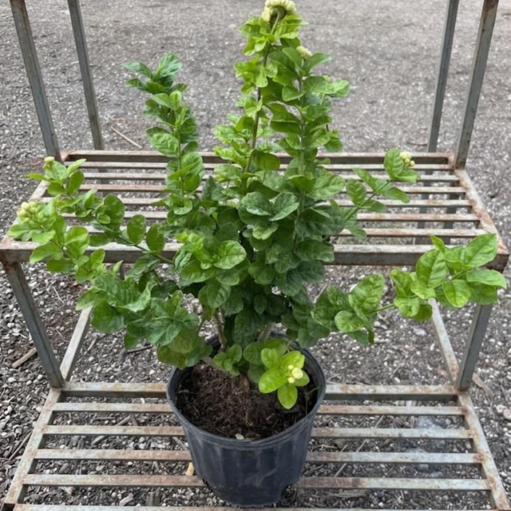 Jasmine Plant Live, 2-3 Feet Tall in 3 Gallon Pot, Jasmine Plant Live, Perennial White Flowers Plants for Growing, No Ship to CA (Duke Jasmine)