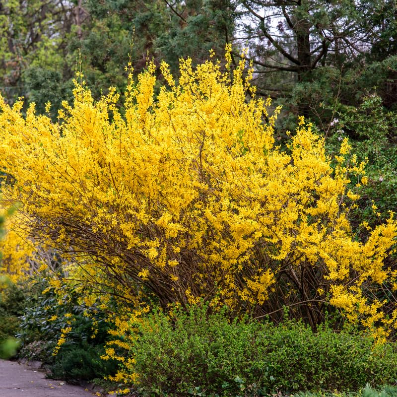 Forsythia Plant, 2 to 3 ft Forsythia Plant Live in Gallon, Yellow Lynwood Bush Shrub Outdoors, Dormant in Winter
