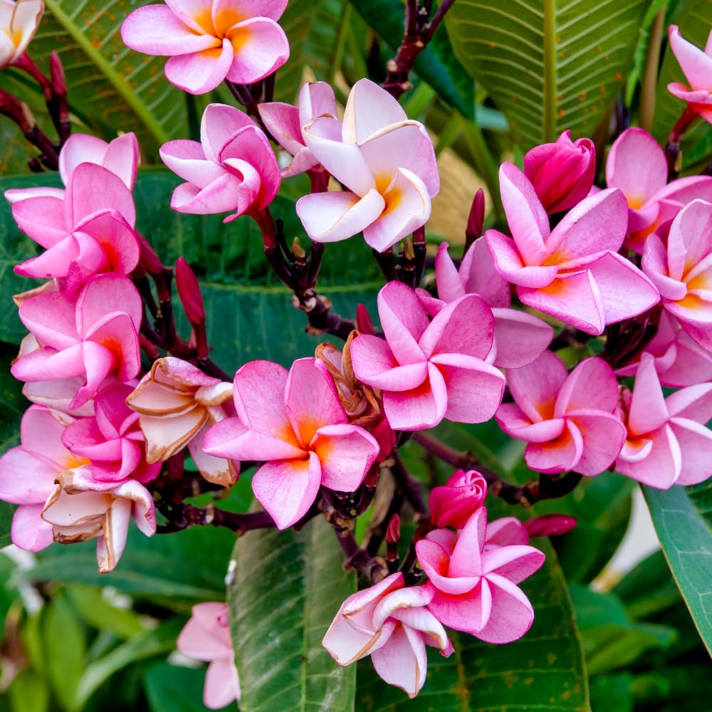 Set of 2 Plumeria Cuttings, Frangipani Plant, 12 Inch Live Cutting, Tropical Fragrant Blooms, Plumeria Frangipani Cuttings for Outdoor Growing (Deep Pink)