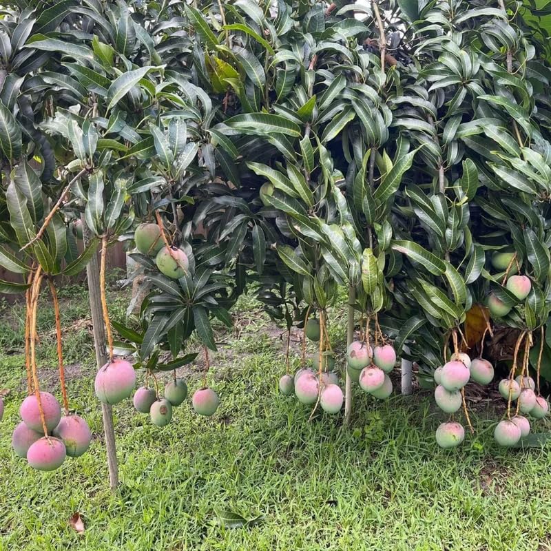Red Yellow Mango Tree Live Plant, Fully Rooted in 3 Gallon Pot, Tropical Mango Fruit Tree for Indoor or Outdoor Growing