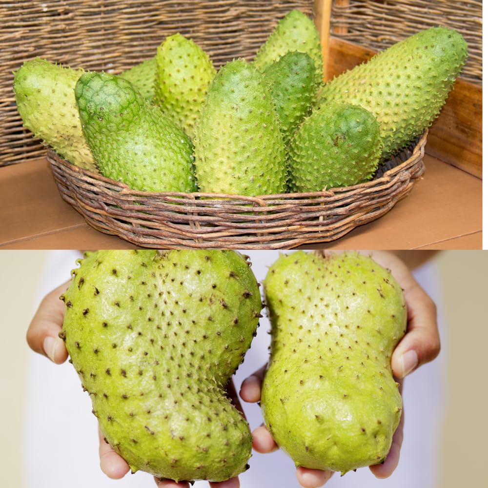 Soursop Tree Live Plant in Pot, 2 to 3 Feet Tall Sweet Soursop Plant, Guanabana Soursop Fruits Plant, Tropical Fruit Tree, No Ship to CA