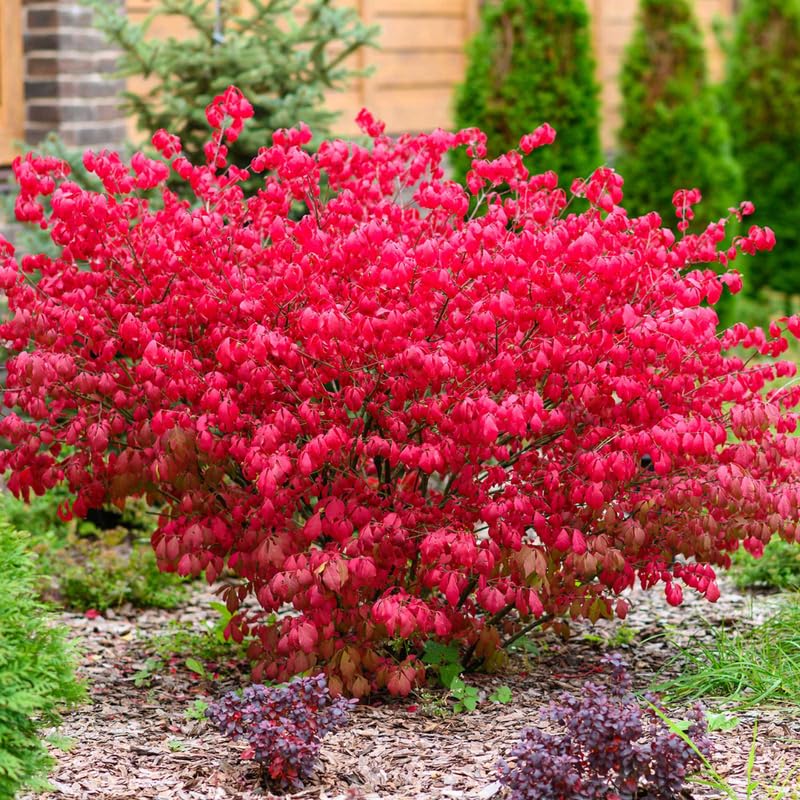 5-Pack Dwarf Burning Bush Bare Root Plants, 4-9" Tall, Hardy Ornamental Shrub, Compact Landscaping Garden