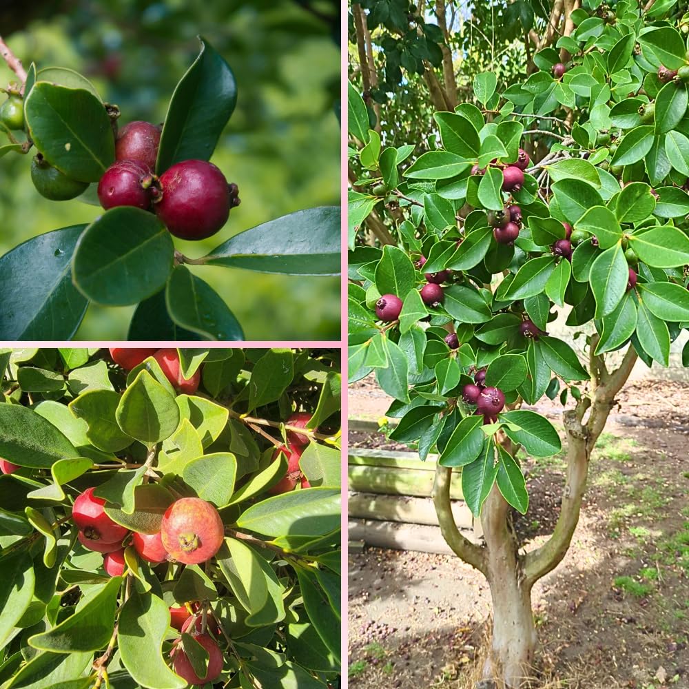 Strawberry Guava Tree Live Plant, Tropical Guava Fruit Tree for Planting, Sweet Fruit, 2-3' Tall in 3 Gallon Pot, No Ship to CA
