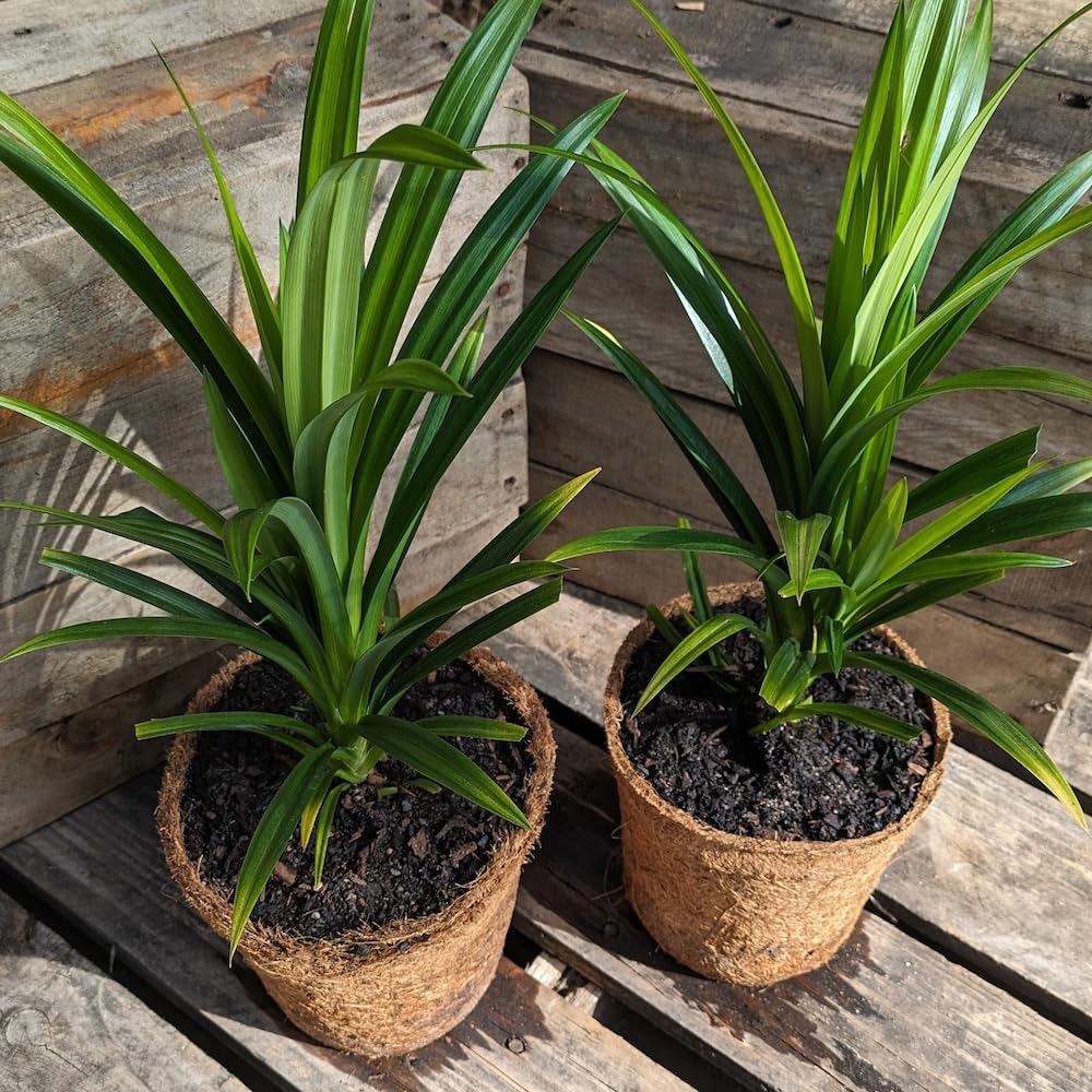 Pandan Plant Live, Fragrant Pandan Herb for Outdoor Garden, 4 to 6 Inches