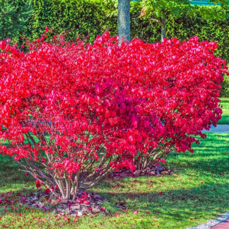 Dwarf Burning Bush Live Plant in 4" Pot, Hardy Landscape Plant for Borders and Garden Design, Red Shrub