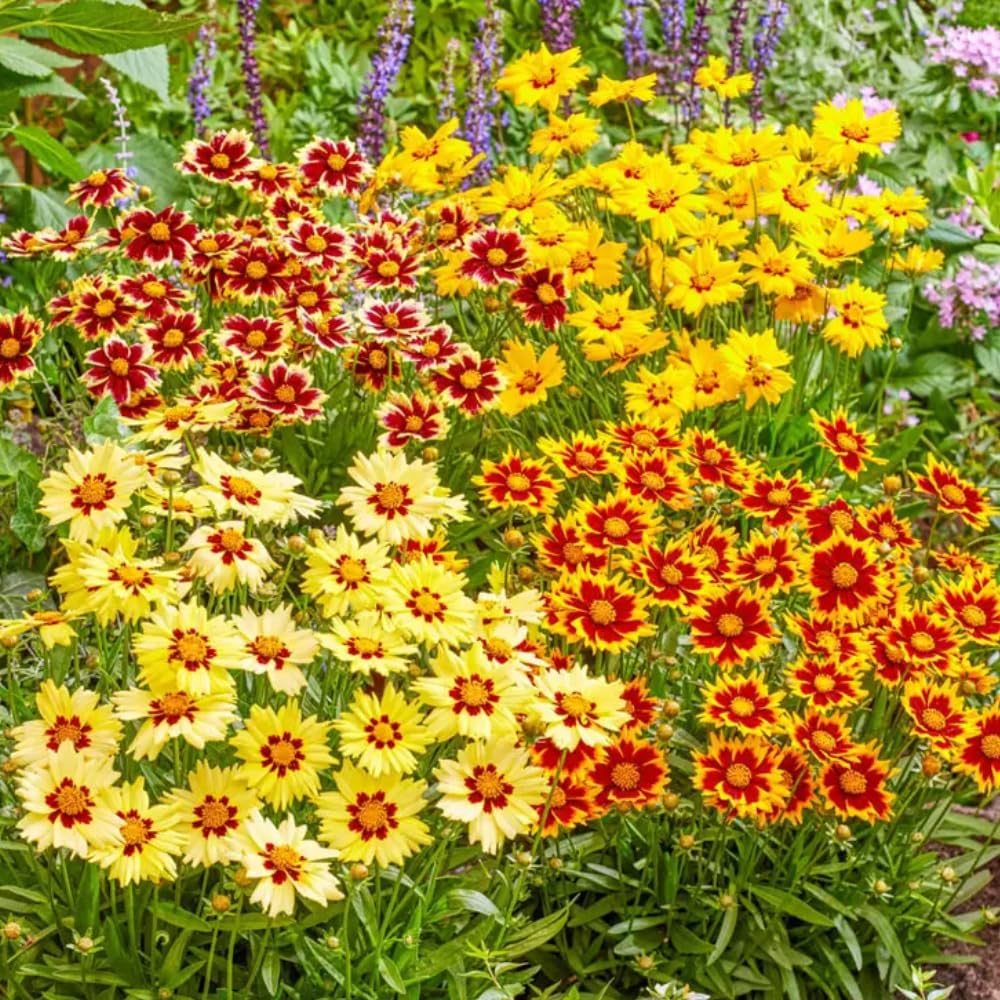 2 Coreopsis Live Plants, Mix Coreopsis Perennial Flowers Well Rooted Plug 3-5" Tall, Tickseed Plants Live