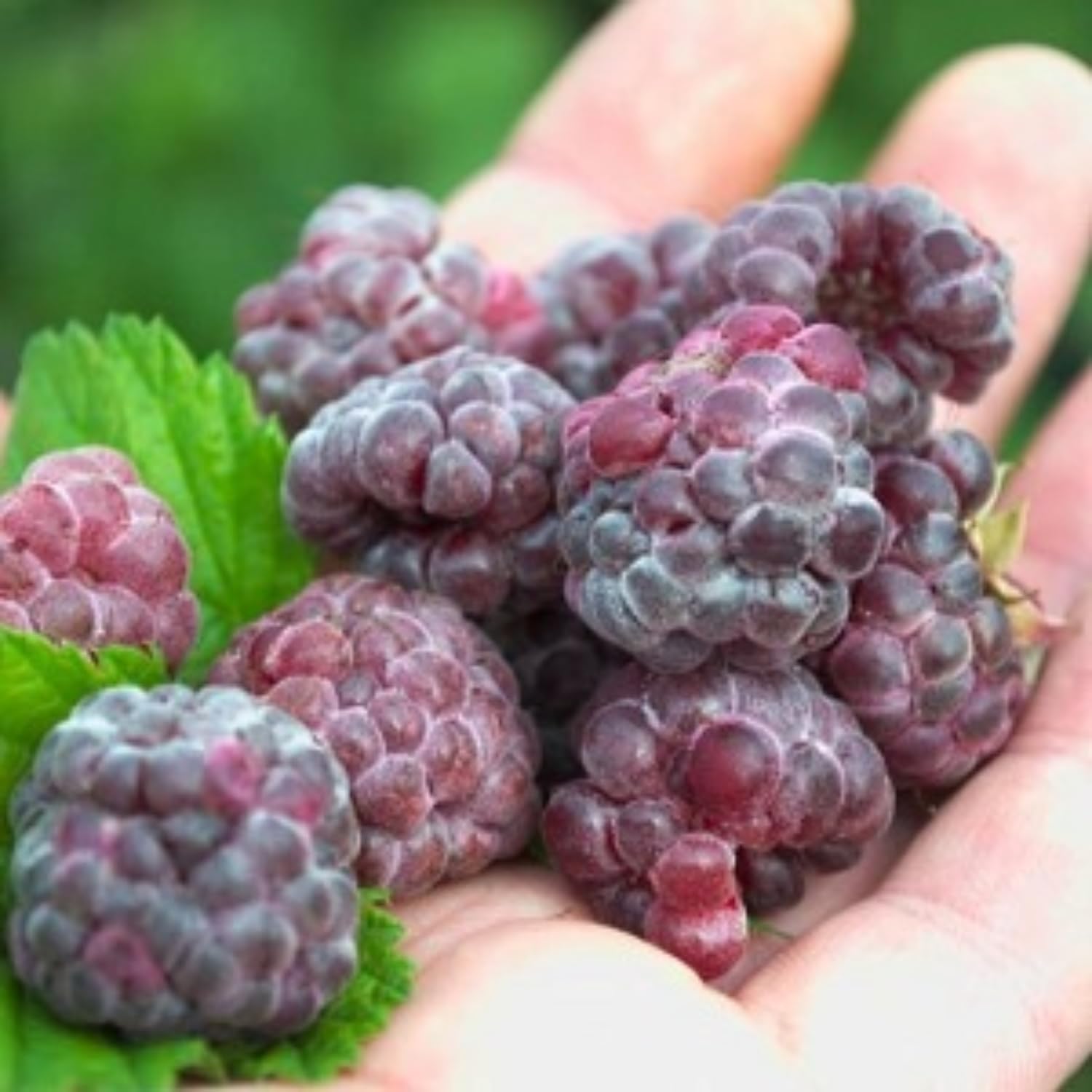 4 Glencoe Thornless Raspberry Plants Live, 5-9 Inch Tall, Raspberry Fruit Trees for Outdoor Growing, Raspberry Seedling