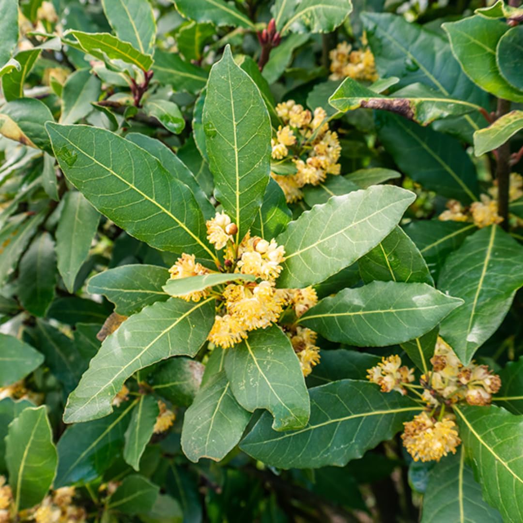 8 Months Old Bay Leaf Plant for Outdoor Planting, 5-8" in Tall, Laurus Nobilis Live Plant, No Pot, Bay Laurel Plants Tree Live, Fragrant
