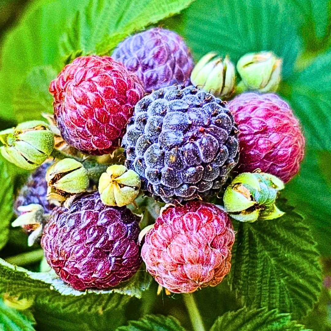 2 Raspberry Plants Live, Glencoe Raspberry Bush for Planting, 4-7" in Tall, Spring Raspberries Cold Hardy