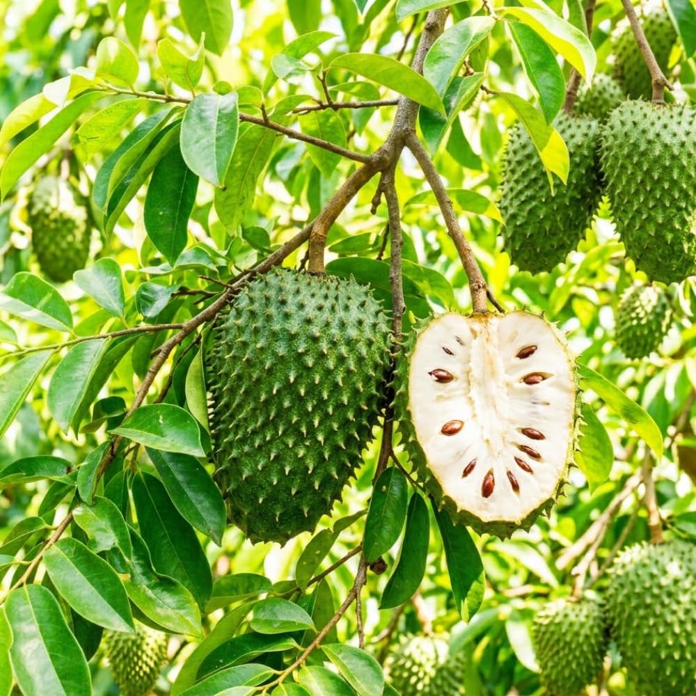 Soursop Plant Live, Guanabana Giant Soursop Tree Live Plant, 3 Feet Tall, Soft Pulp, Annona Guanabana Plant for Zones 10-11, No Ship to CA
