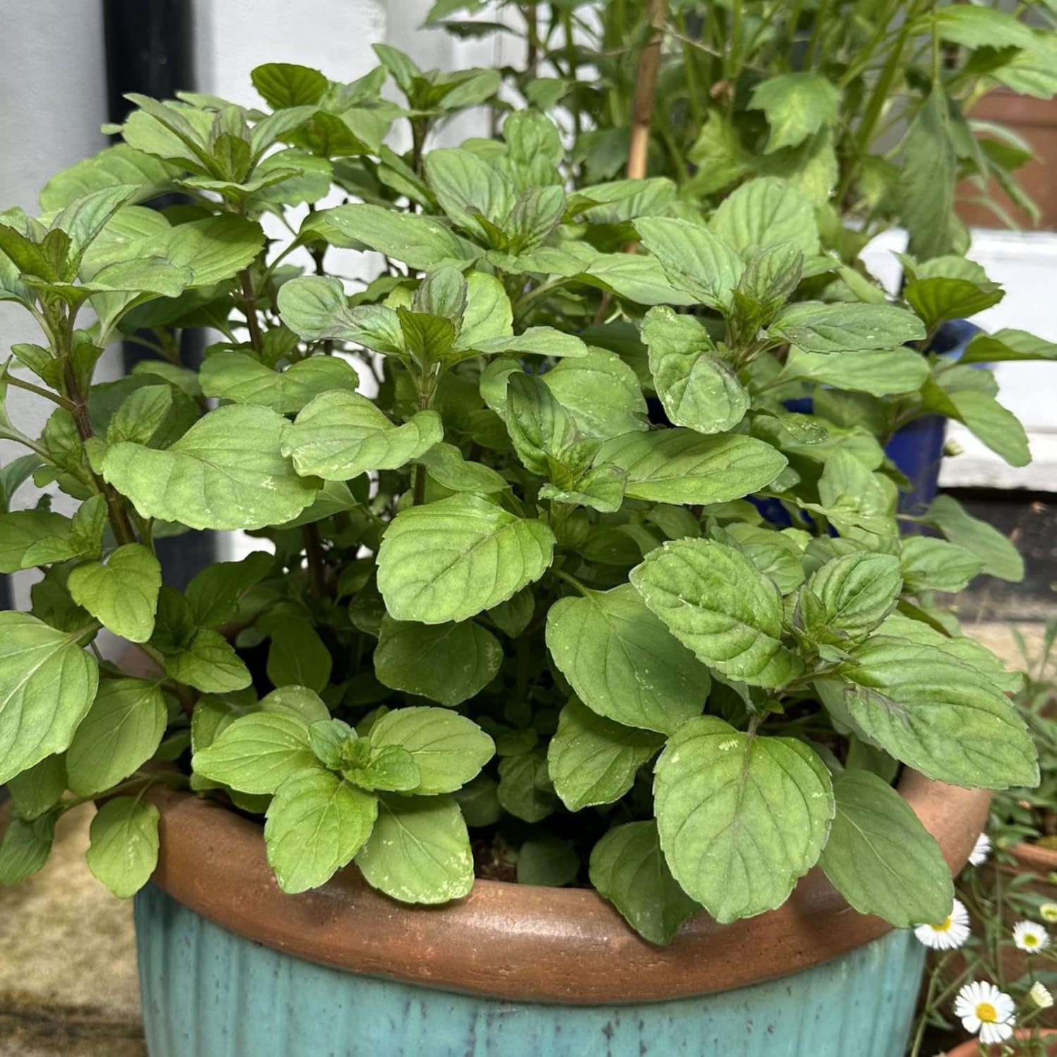 4 Live Chocolate Mint Plants, Herb Mint Plants Live, 4-8 Inch Tall Herbs Starter Plant for Home Garden, Container Grow, No Pot
