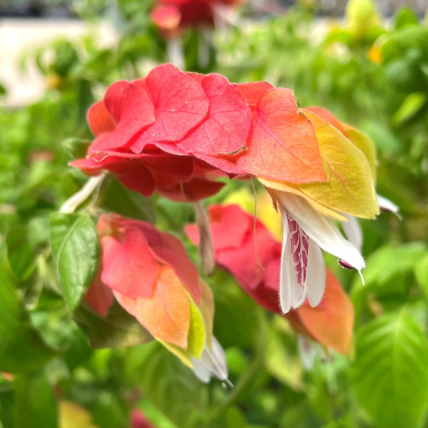3 Live Shrimp Plants Live, Red Shrimp Plants Outdoors from 5 to 8 Inches Long
