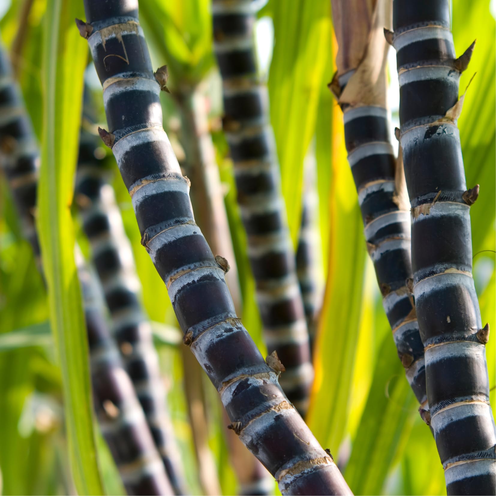 10 Cuttings Sugar Cane Plants Live, Ready for Spring Planting, Can Sugar Plant Fast Growing, 2 to 3 Inches, Ideal for Growing Sweet, Fresh Sugar Cane (Purple)